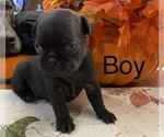 Small Photo #8 Pug Puppy For Sale in ELLENVILLE, NY, USA