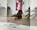 Puppy Yellow collar 1 Bloodhound