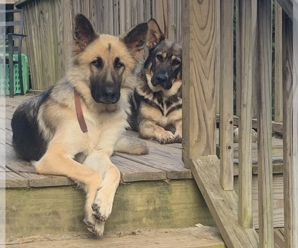 Medium Photo #1 German Shepherd Dog Puppy For Sale in BLAIRSVILLE, GA, USA