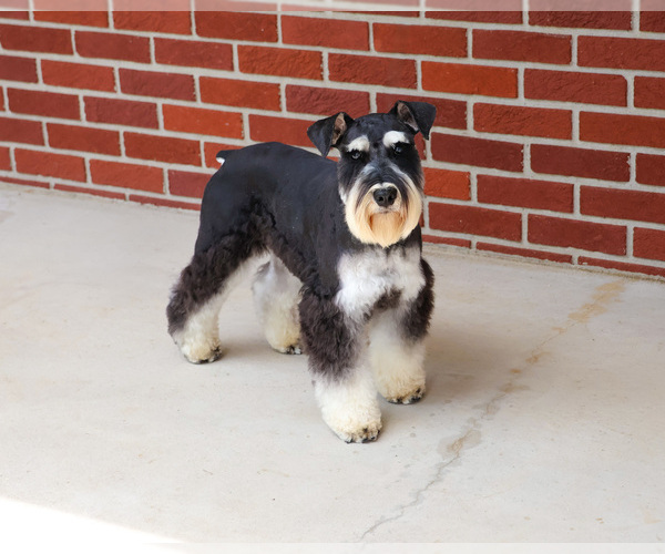 Medium Photo #3 Schnauzer (Miniature) Puppy For Sale in SYRACUSE, IN, USA