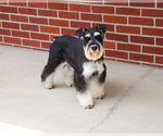 Small #2 Schnauzer (Miniature)