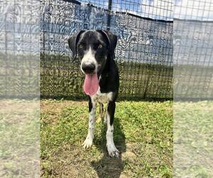 Mutt Dogs for adoption in Abbeville, LA, USA