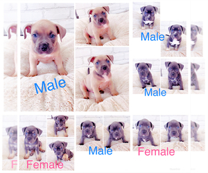 American Bully Puppy for sale in FAIR OAKS, CA, USA