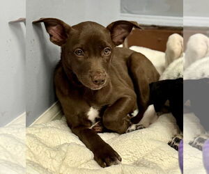 Labrador Retriever-Unknown Mix Dogs for adoption in Jefferson, NJ, USA
