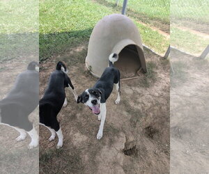 Mutt Dogs for adoption in Rutledge, TN, USA