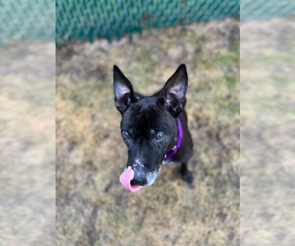 Medium Photo #2 Mutt Puppy For Sale in South Bend, IN, USA