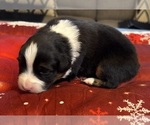 Small Photo #94 Australian Shepherd Puppy For Sale in SALISBURY, NC, USA