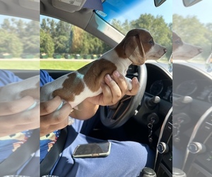 Dachshund Puppy for sale in BELL, FL, USA