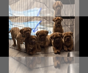 Dogue de Bordeaux Puppy for Sale in GLENDALE, Arizona USA