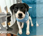 Small #15 American Pit Bull Terrier-Pointer Mix