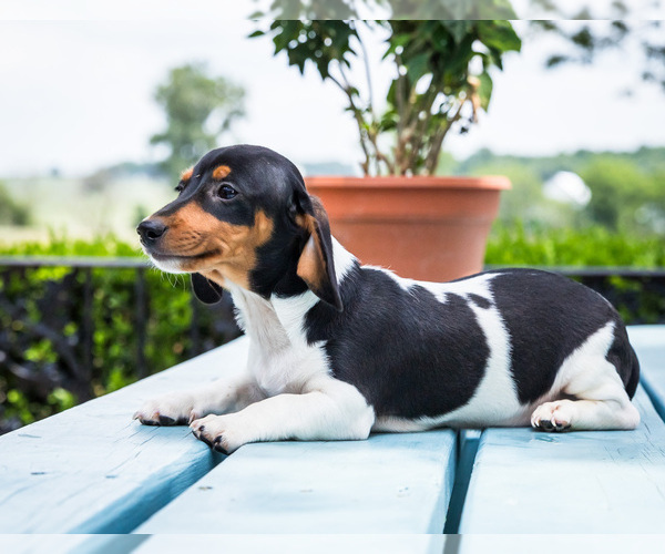 Medium Photo #4 Dachshund Puppy For Sale in WAKARUSA, IN, USA