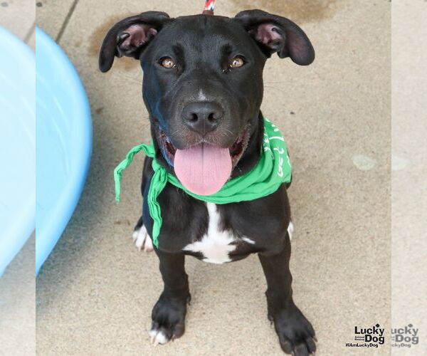 Medium Photo #7 Labrador Retriever-Unknown Mix Puppy For Sale in Washington, DC, USA