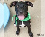 Small #6 Labrador Retriever Mix