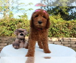Small Photo #3 Goldendoodle Puppy For Sale in WESLEY CHAPEL, FL, USA