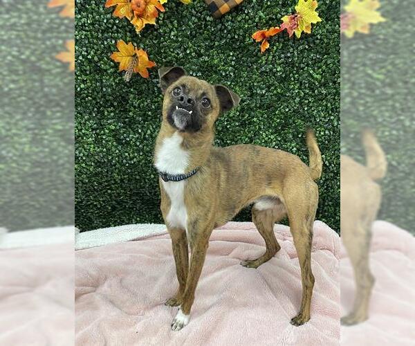 Medium Photo #1 Italian Greyhuahua Puppy For Sale in Grasswood, Saskatchewan, Canada