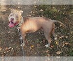 Small #9 American Pit Bull Terrier Mix