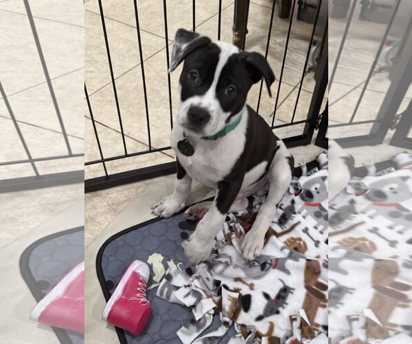 Medium Photo #3 Labrador Retriever-Unknown Mix Puppy For Sale in Royal Palm Beach, FL, USA