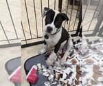 Small #2 Labrador Retriever Mix