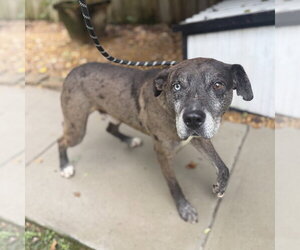 Jones - Male Catahoula Leopard Dog Dog for Adoption - Photo #4