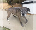 Small #3 Catahoula Leopard Dog