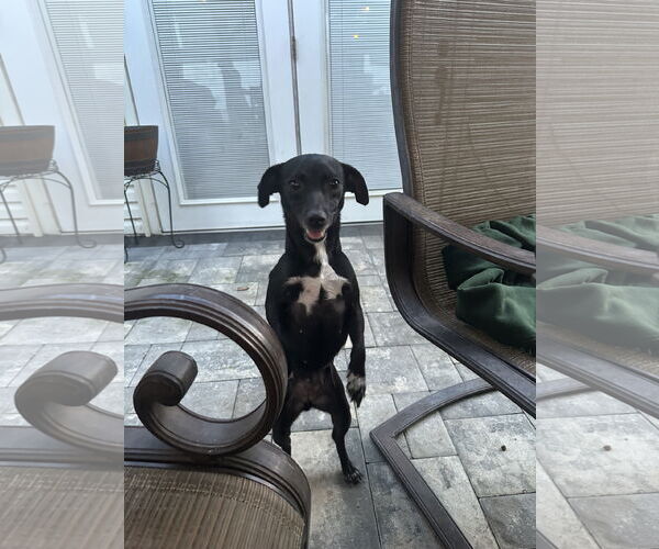 Medium Photo #2 Chihuahua Puppy For Sale in Jackson Township, NJ, USA