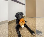 Small #2 Border Collie Mix
