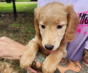 Goldendoodle Puppy for sale in WACO, TX, USA