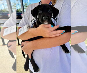 Labrador Retriever-Unknown Mix Dogs for adoption in Gilberts, IL, USA