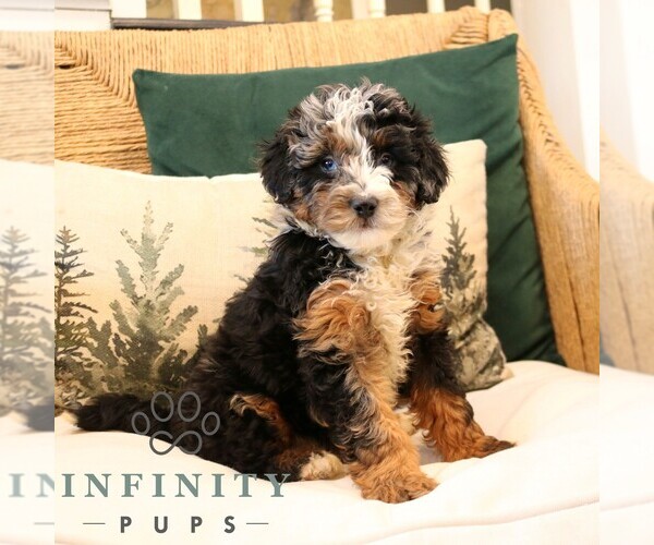 Medium Photo #1 Bernedoodle (Miniature) Puppy For Sale in NARVON, PA, USA