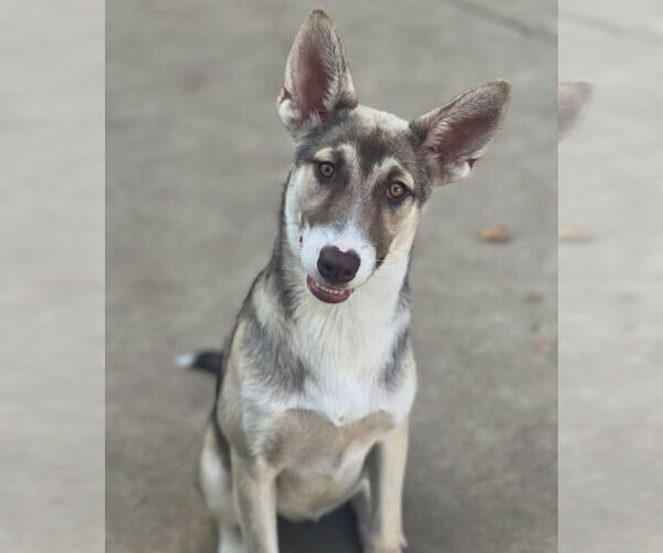 Medium Photo #2 Siberian Husky-Unknown Mix Puppy For Sale in Dana Point, CA, USA