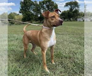 American Staffordshire Terrier-Unknown Mix Dogs for adoption in New Oxford , PA, USA
