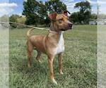 Small American Staffordshire Terrier Mix