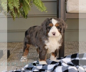 Bernedoodle (Miniature) Puppy for sale in EPHRATA, PA, USA