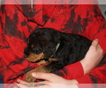 Small Photo #28 Airedale Terrier Puppy For Sale in CHARLESTOWN, IN, USA
