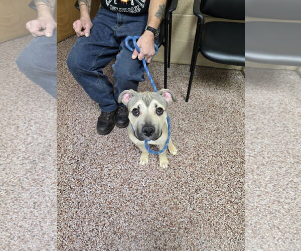 Medium Photo #5 Mutt Puppy For Sale in Princeton, MN, USA