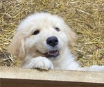 Puppy 2 Golden Retriever-Samoyed Mix