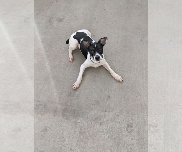 Medium Photo #4 Rat Terrier-Unknown Mix Puppy For Sale in Oakhurst, NJ, USA