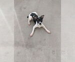 Small #3 Rat Terrier Mix