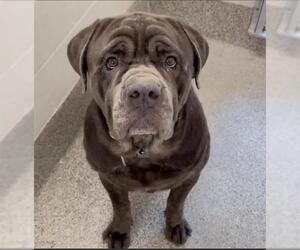 Neapolitan Mastiff Dogs for adoption in Houston, TX, USA