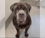 Small Neapolitan Mastiff