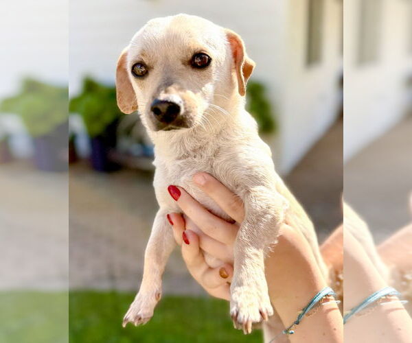 Medium Photo #5 Chiweenie Puppy For Sale in Corona, CA, USA