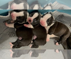 Boston Terrier Puppy for sale in HIALEAH, FL, USA