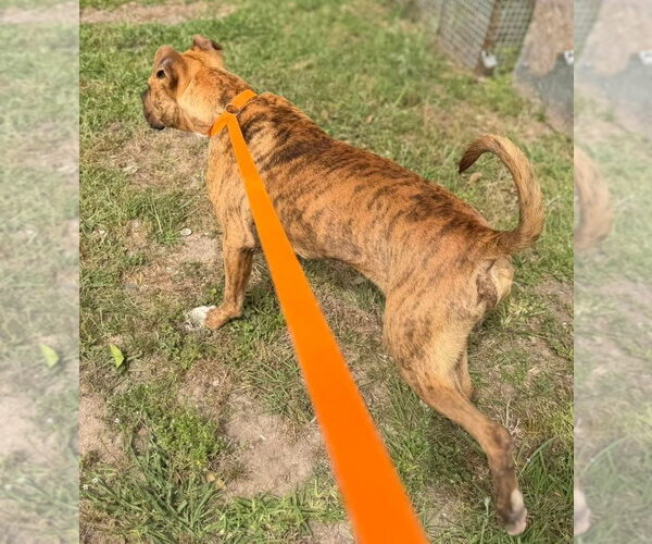 Medium Photo #3 American Pit Bull Terrier-Unknown Mix Puppy For Sale in Oakhurst, NJ, USA