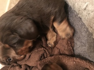 Black and Tan Coonhound Puppy for sale in POMPANO BEACH, FL, USA