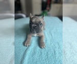 Small Photo #1 French Bulldog Puppy For Sale in PORTSMOUTH, RI, USA