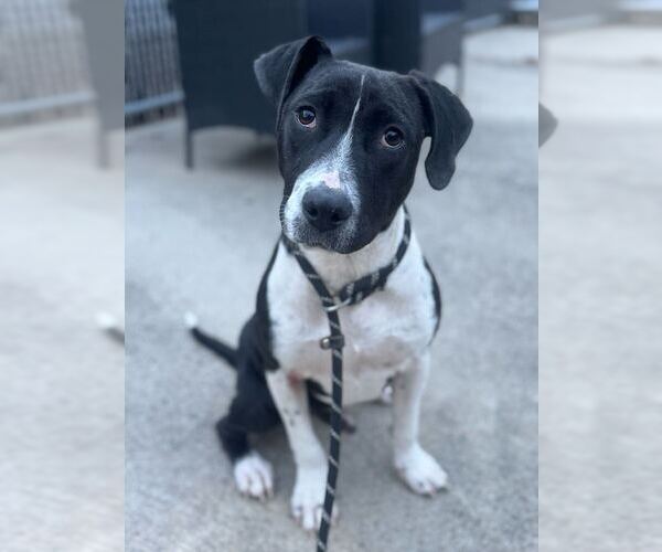 Medium Photo #1 Mutt Puppy For Sale in Elmsford, NY, USA