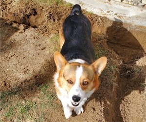 Father of the Pembroke Welsh Corgi puppies born on 04/25/2023