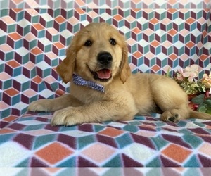 Golden Retriever Puppy for sale in LANCASTER, PA, USA