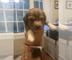 Small Photo #11 Chiweenie Puppy For Sale in PURCELLVILLE, VA, USA