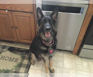 Mother of the German Shepherd Dog puppies born on 09/01/2026